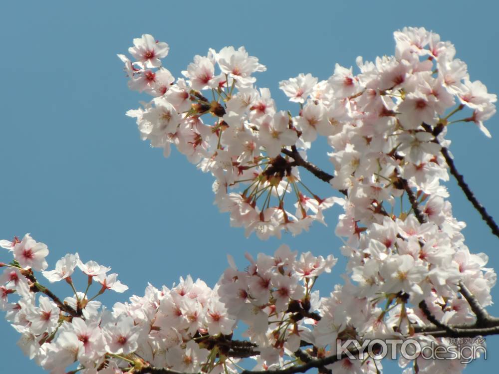 桜1　祇園白川