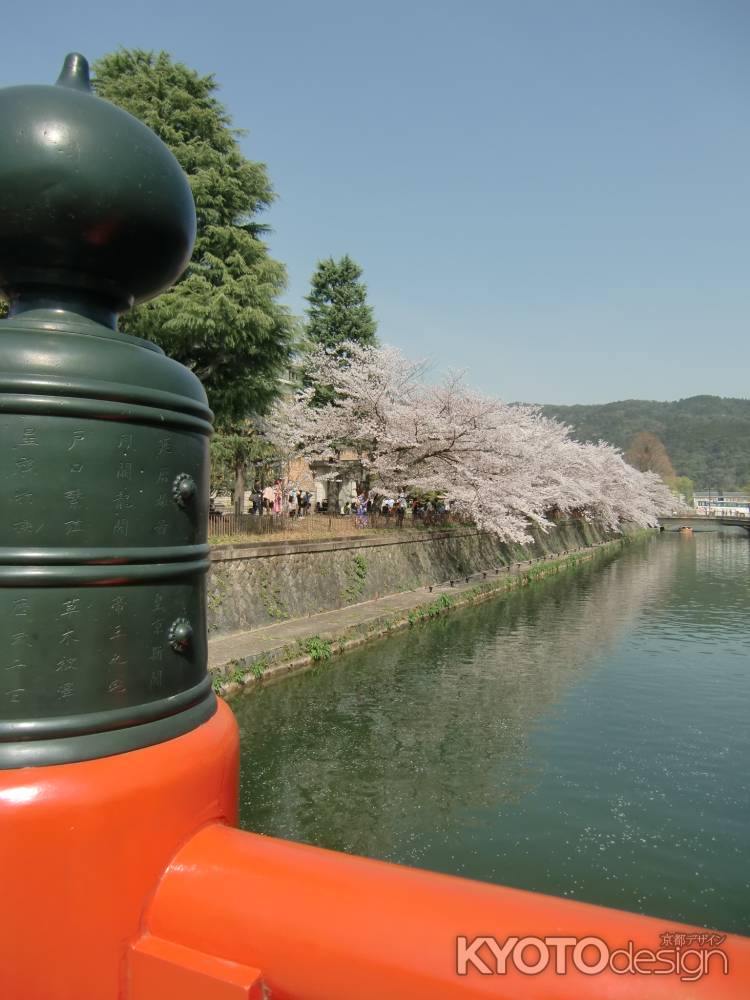 疏水　桜