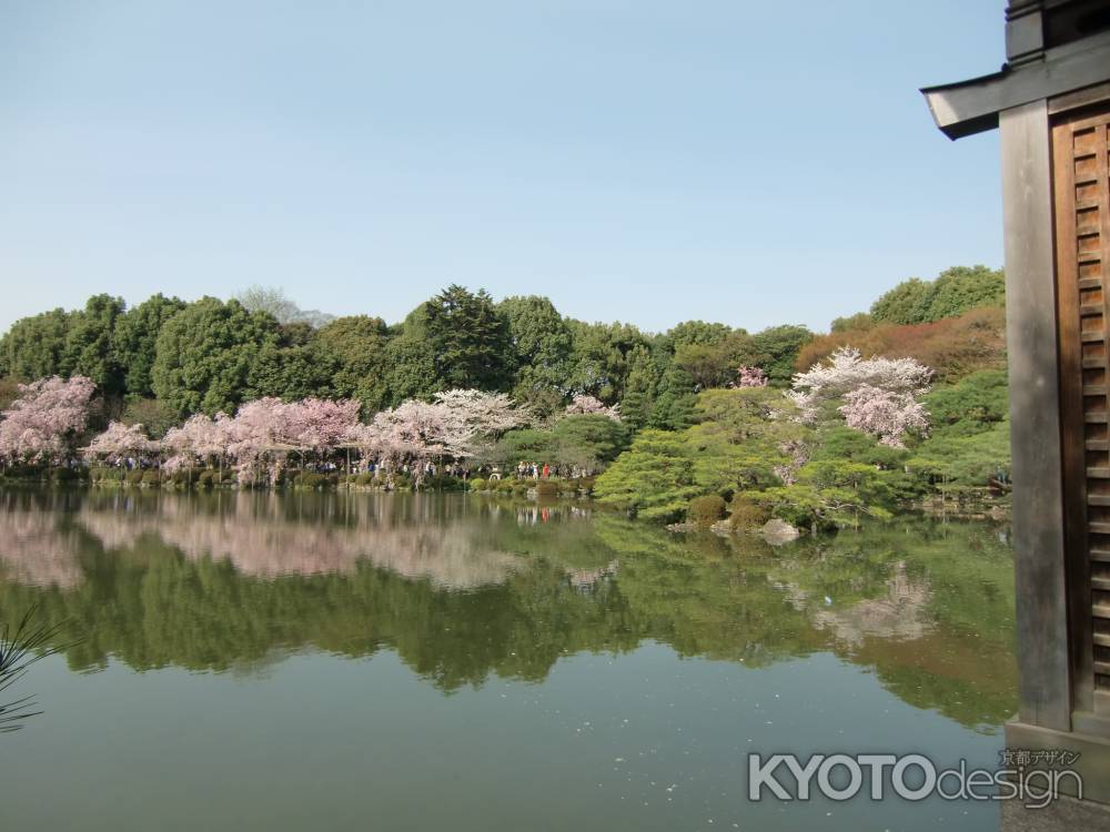 平安神宮神苑2桜