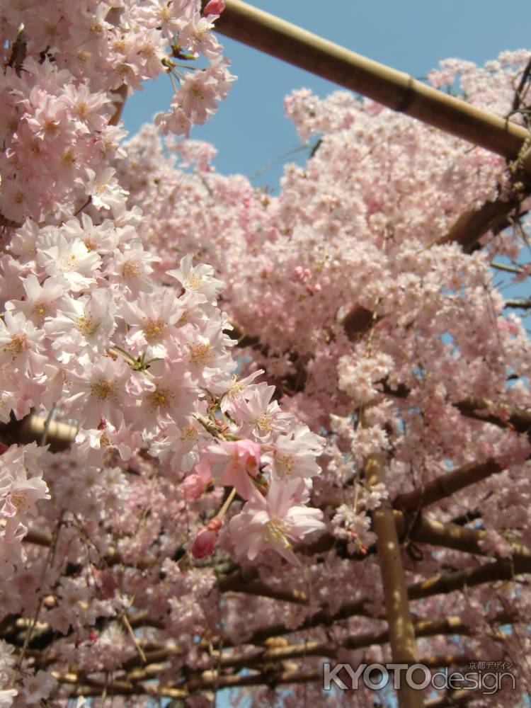 平安神宮神苑3桜