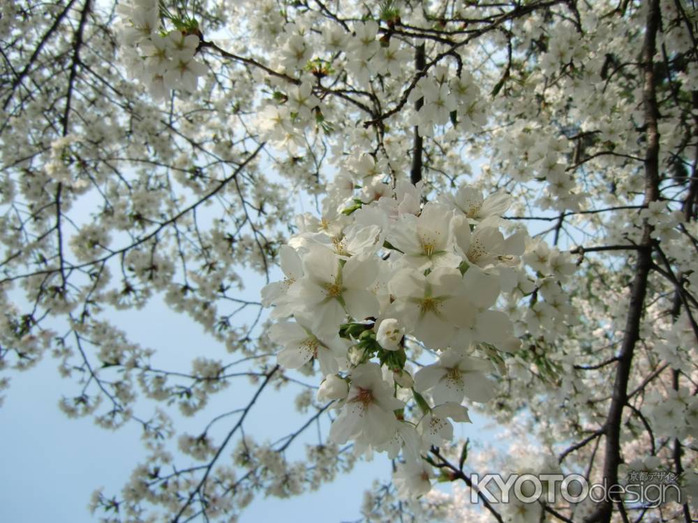 2013神宮通の桜