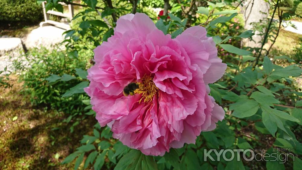 大原三千院 牡丹と蜂