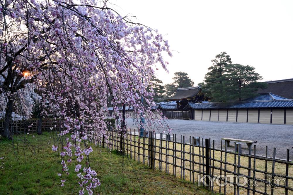 近衛邸跡の枝垂れ桜