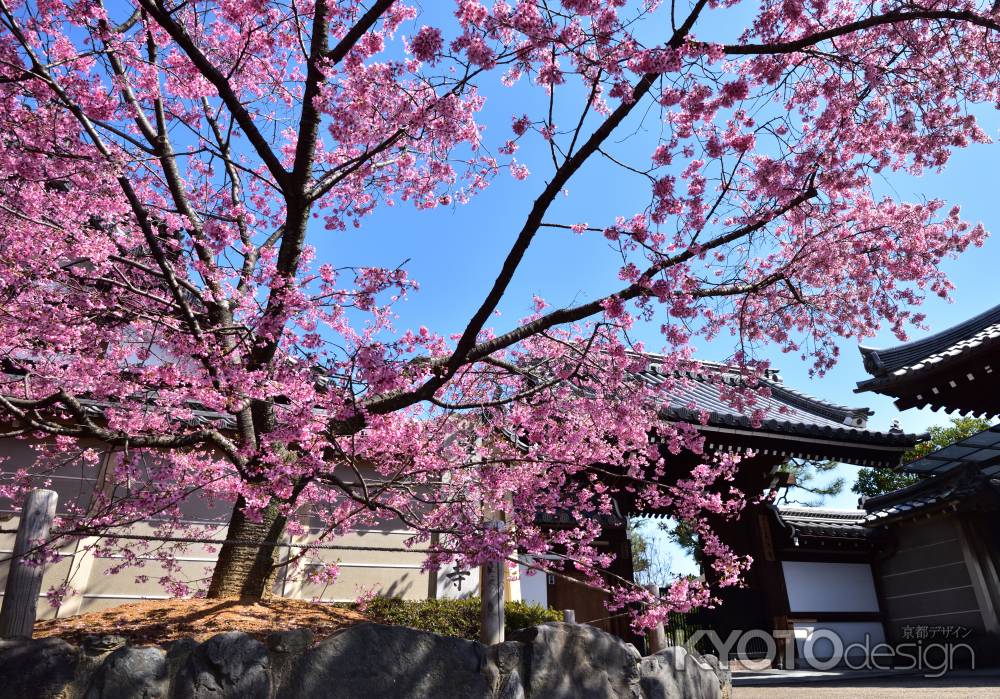 長徳寺のおかめ桜