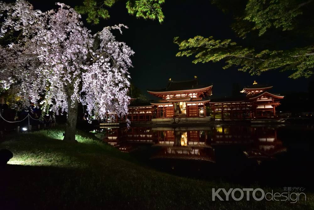 鳳凰の夜桜