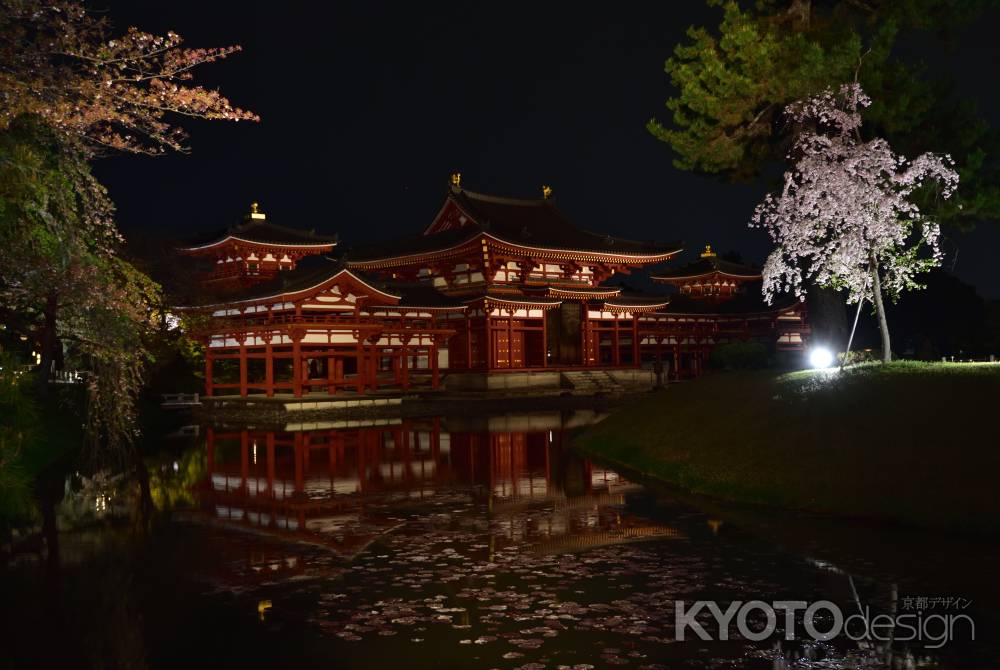 平等院と夜桜