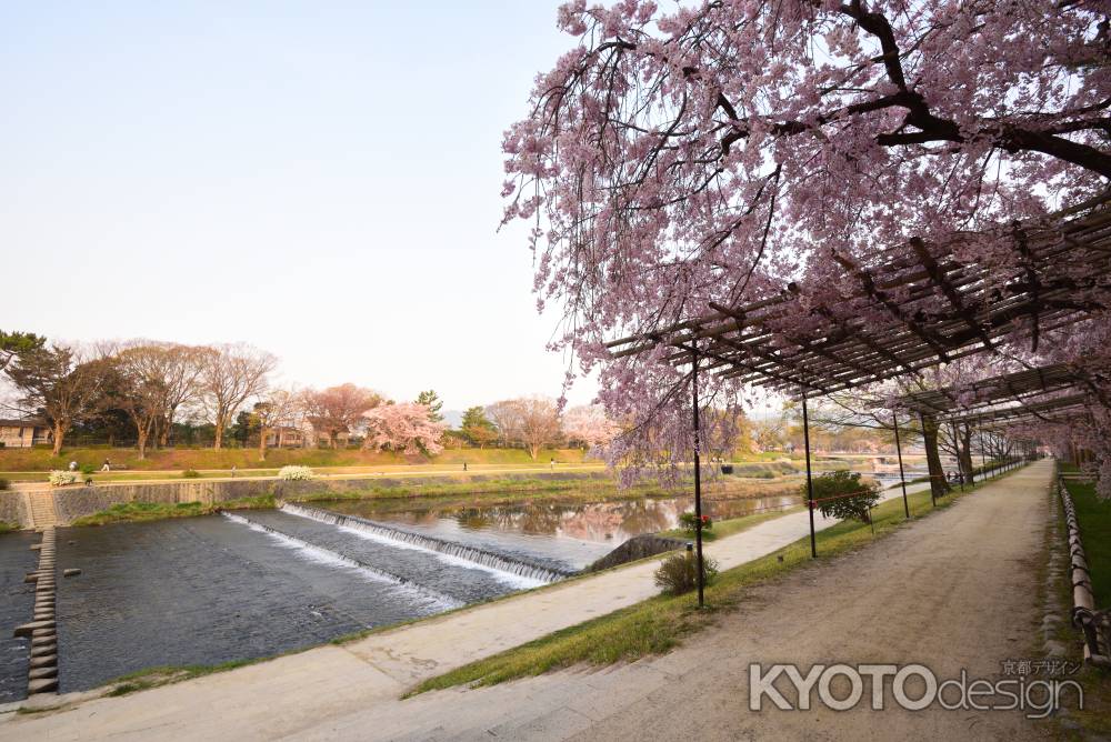 半木の道の桜並木