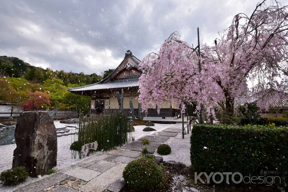 圓光寺の桜吹雪