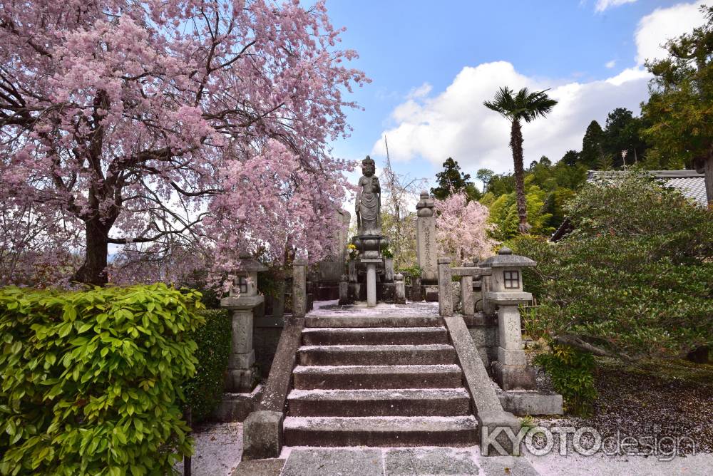 圓光寺の枝垂れ桜