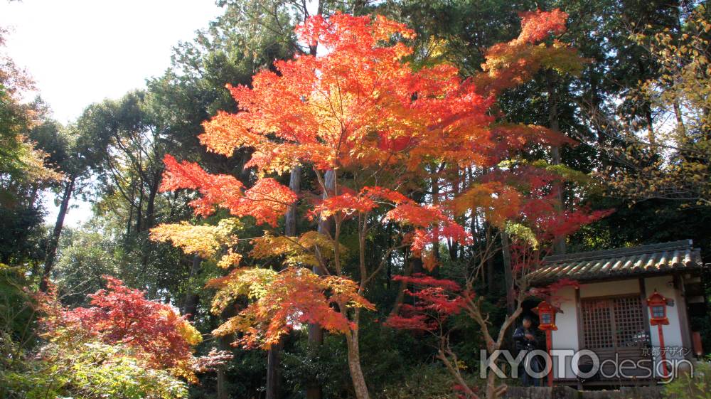 紅葉のグラデーション－２