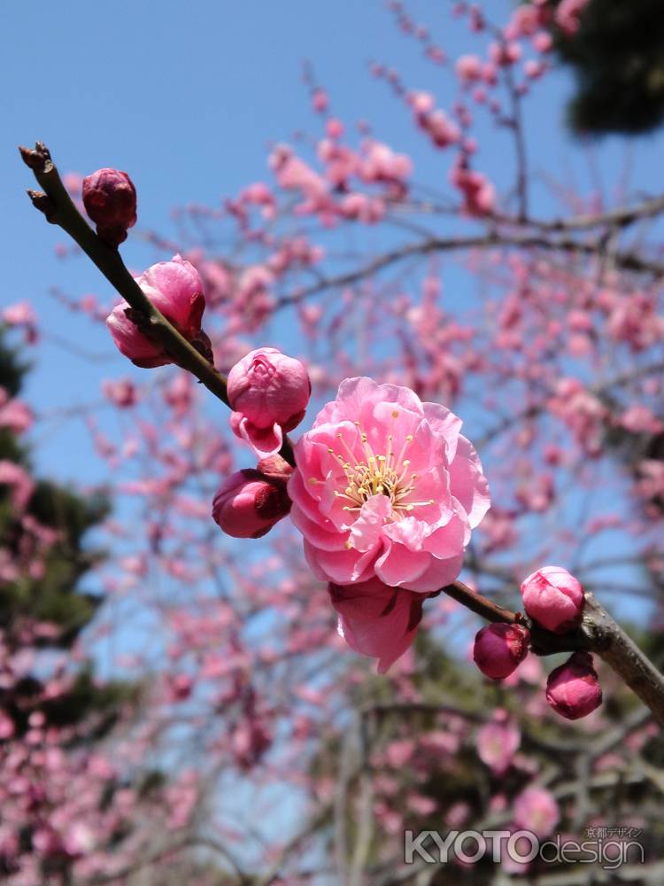 京都御所の梅ー１