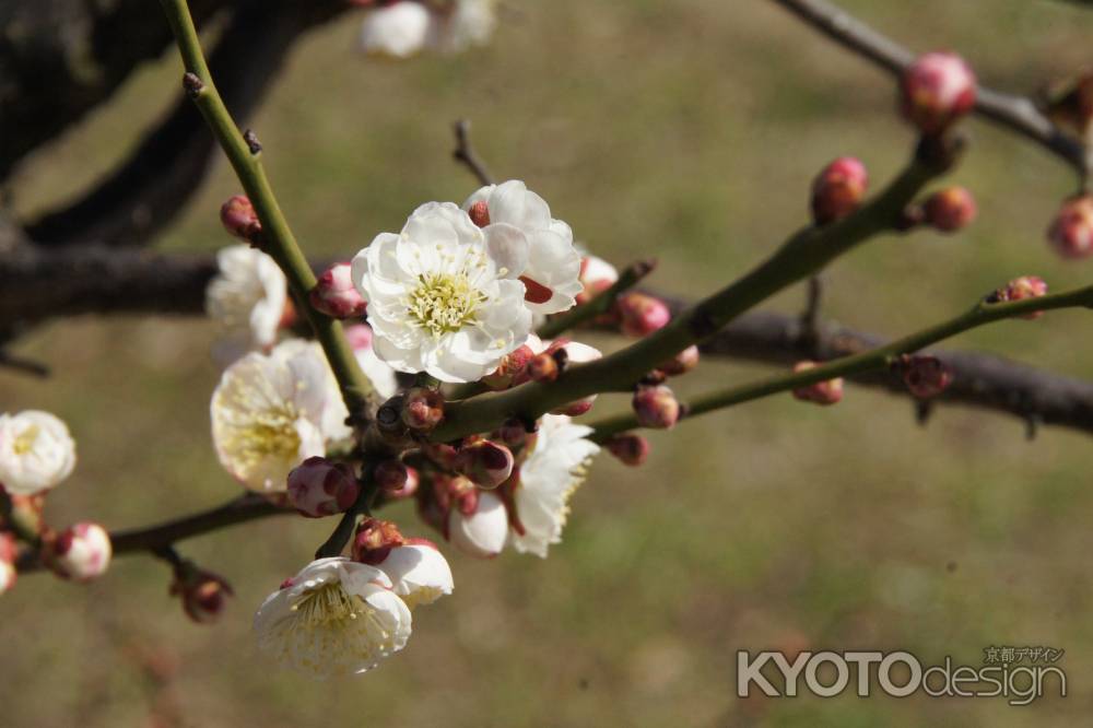 梅小路公園梅園ー2