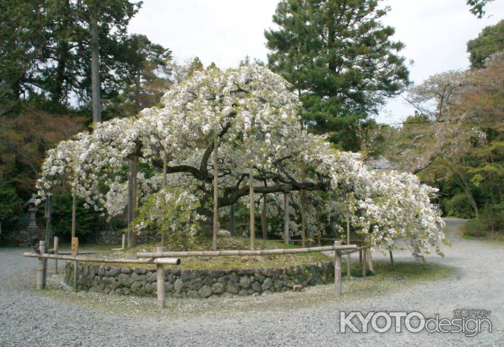 大原野神社ー２