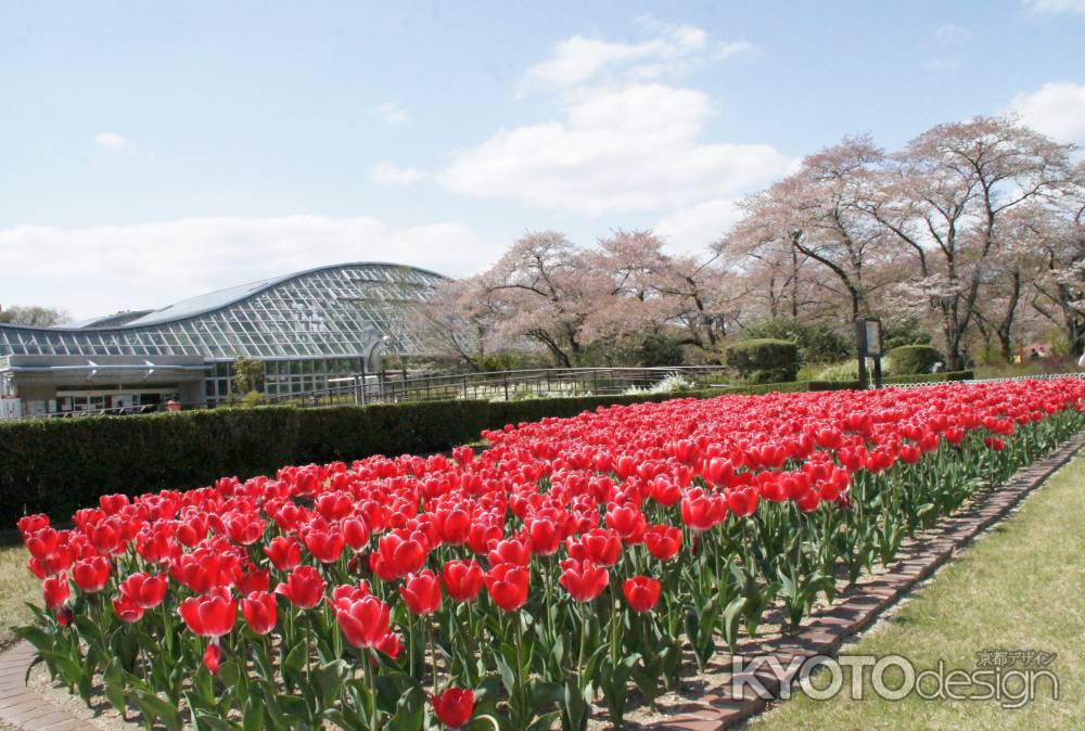 京都府立植物園－１