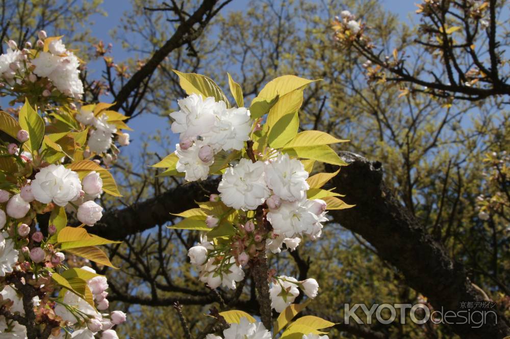 京都府立植物園、ー３