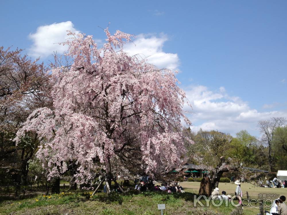 京都府立植物園－４