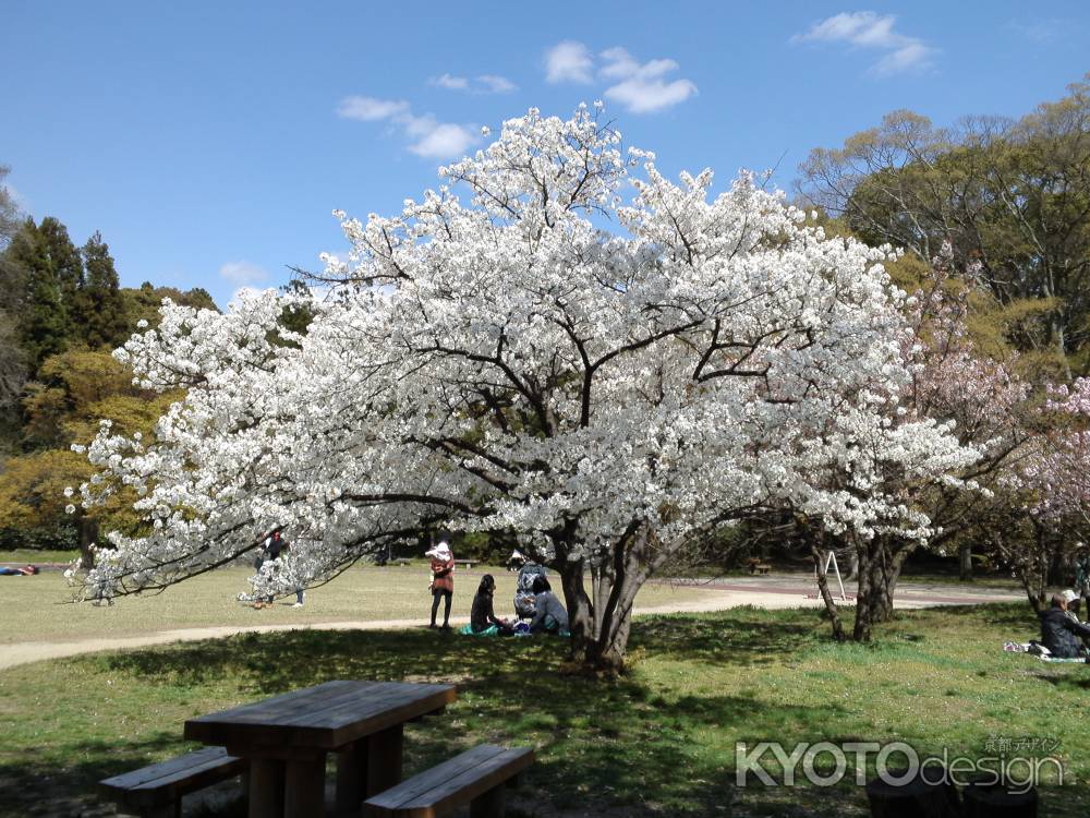 京都府立植物園ー７