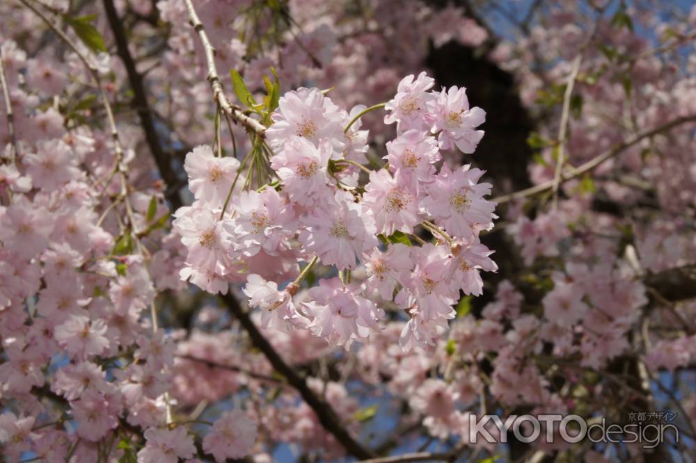 京都府立植物園ー８