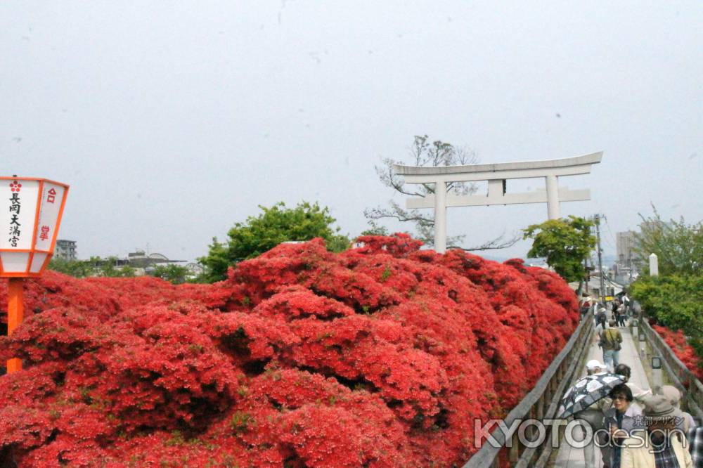 長岡天満宮　南面のツツジ