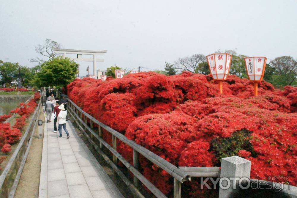 長岡天満宮　北面のツツジ