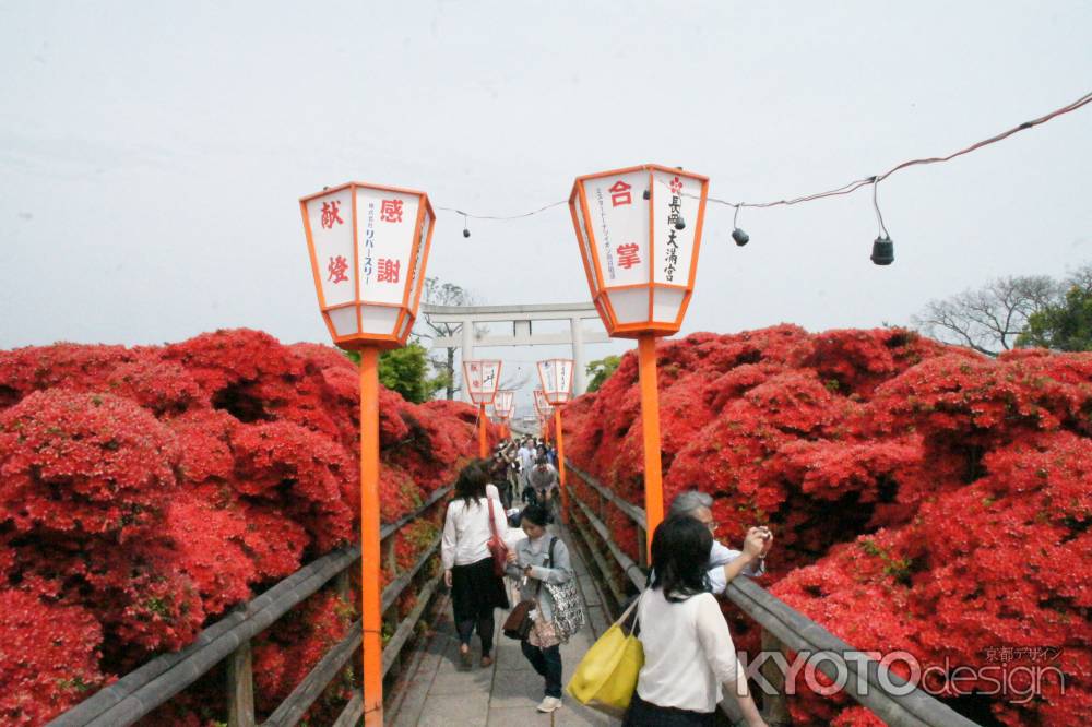 長岡天満宮　参道中央のツツジ