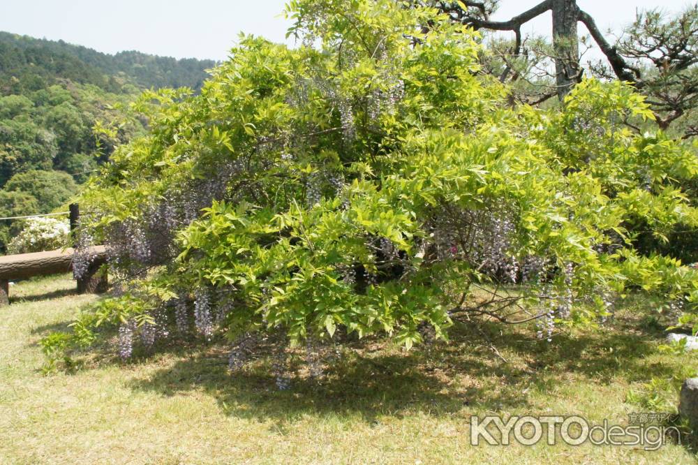 蹴上浄水場　4年に一度咲く藤（通称：オリンピック藤）