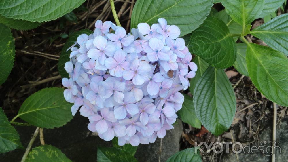 夏越の大祓-9