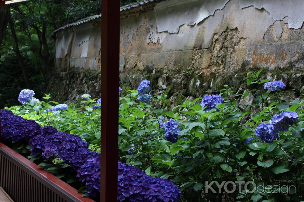 柳谷観音楊谷寺 あじさい回廊よりながめる 2