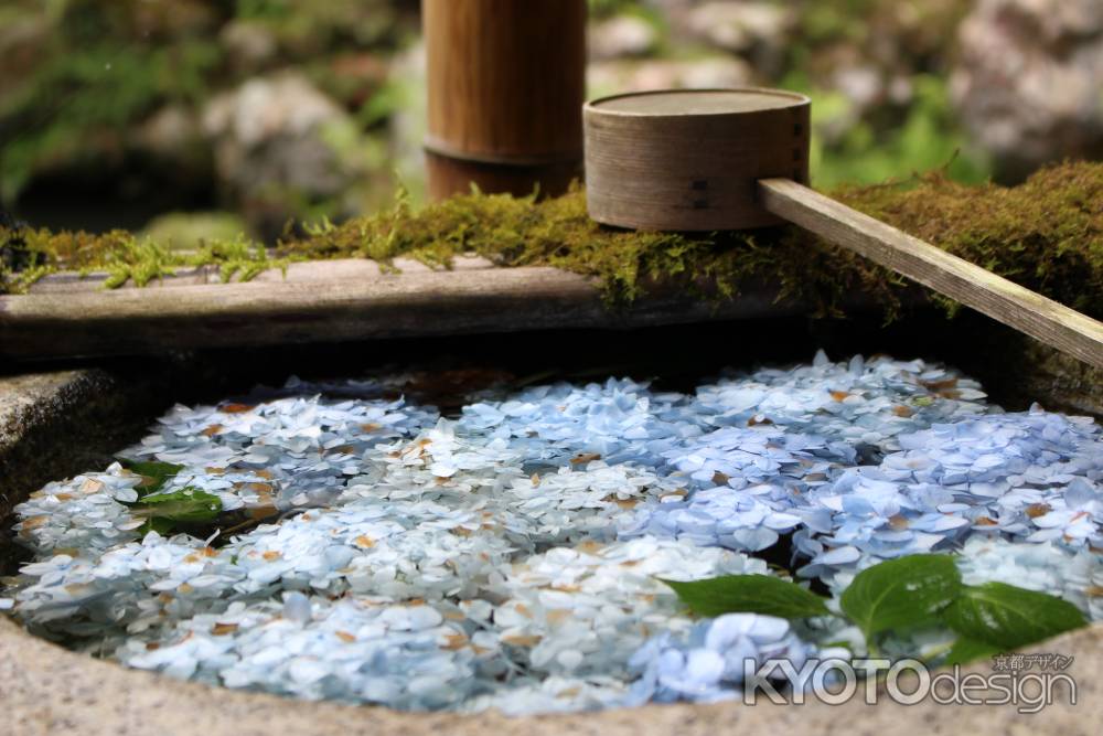 手水舎に浮かぶ紫陽花 1