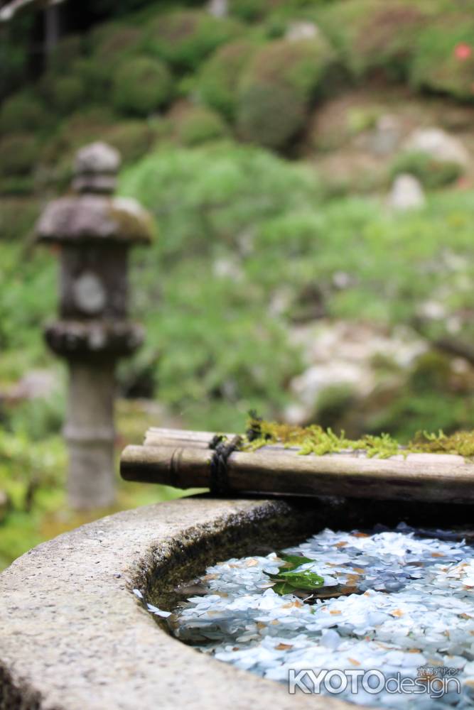 手水舎に浮かぶ紫陽花 4