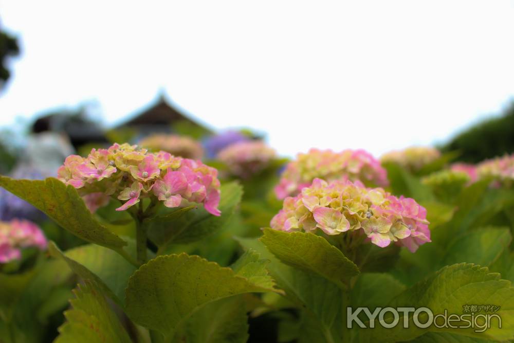 柳谷観音楊谷寺 あじさい 1