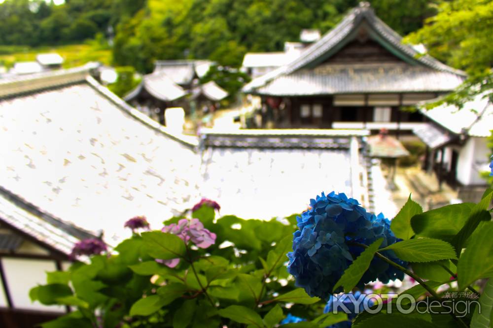 柳谷観音楊谷寺 あじさい 3