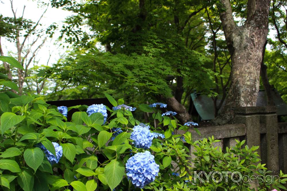 柳谷観音楊谷寺 あじさい 5