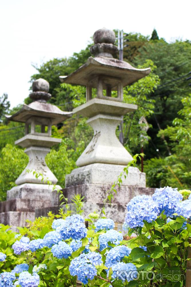 柳谷観音楊谷寺 あじさい 9