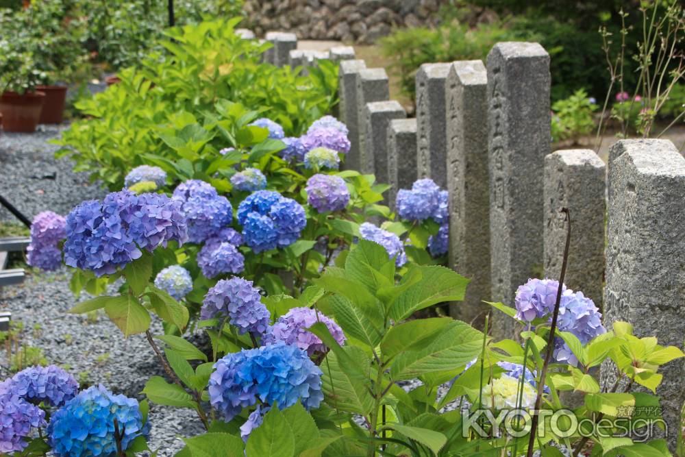 柳谷観音楊谷寺 あじさい 10