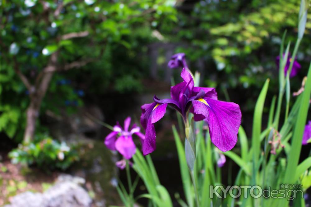 柳谷観音楊谷寺 ハナショウブ