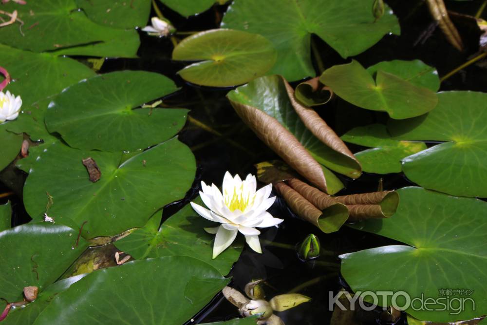 柳谷観音楊谷寺 スイレン