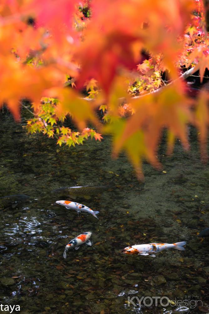 紅葉と鯉