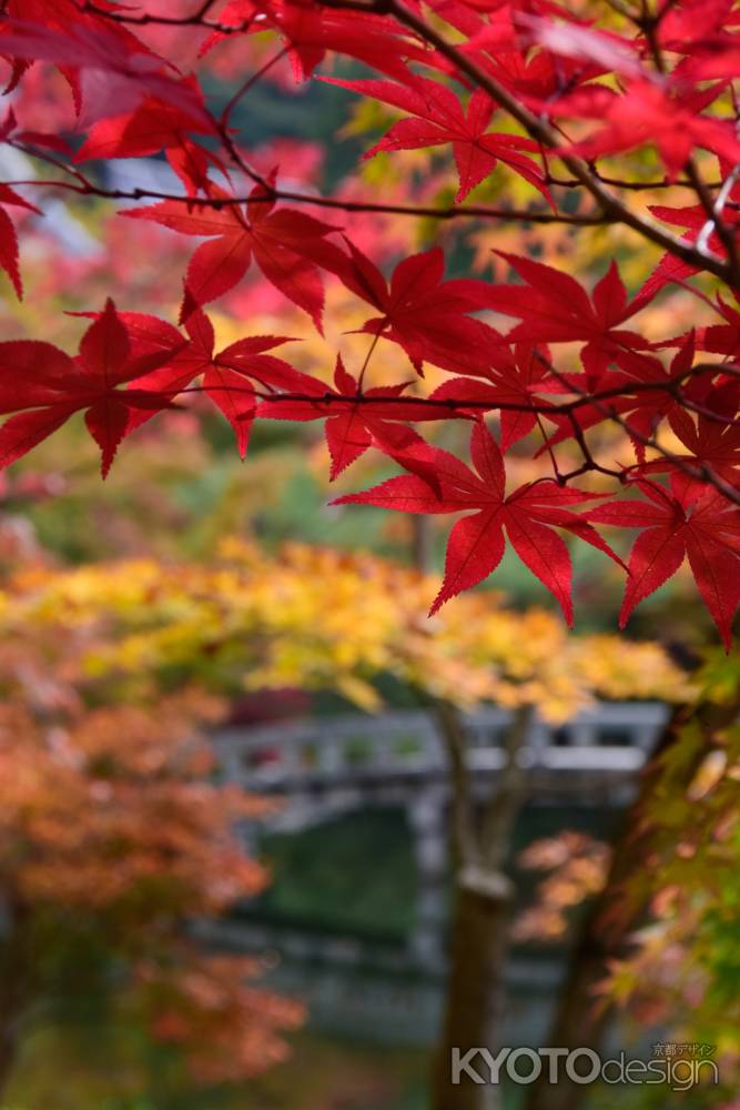 永観堂紅葉