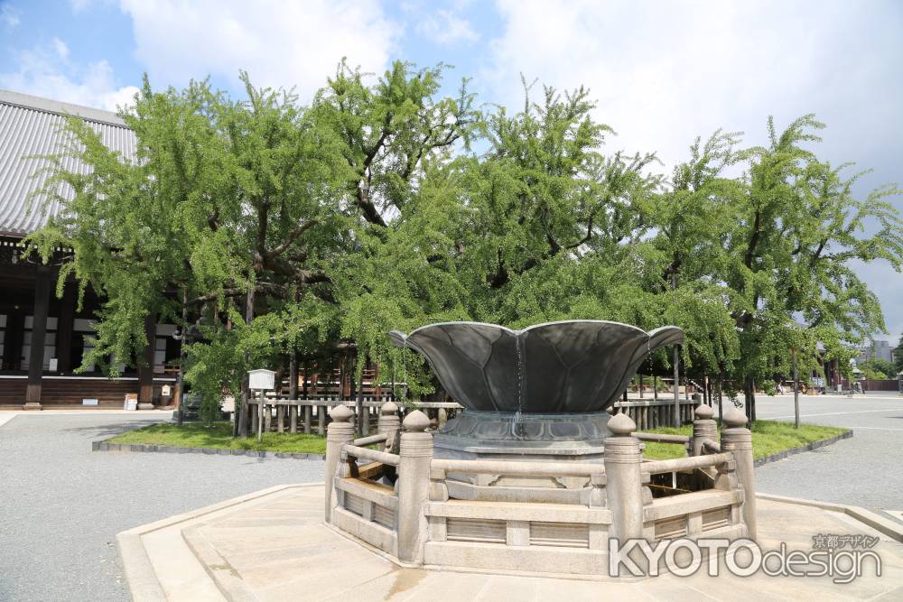 西本願寺 本願寺のイチヨウ