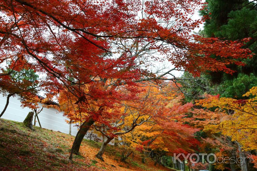 曼殊院門跡の紅葉②