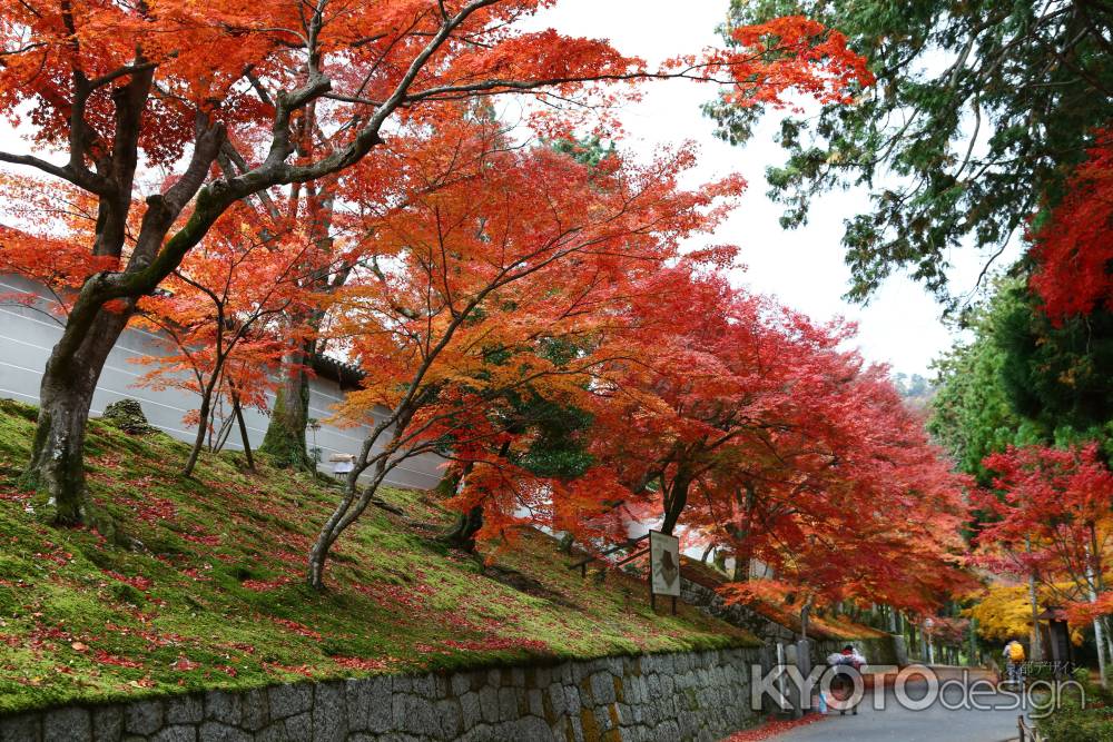 曼殊院門跡の紅葉④