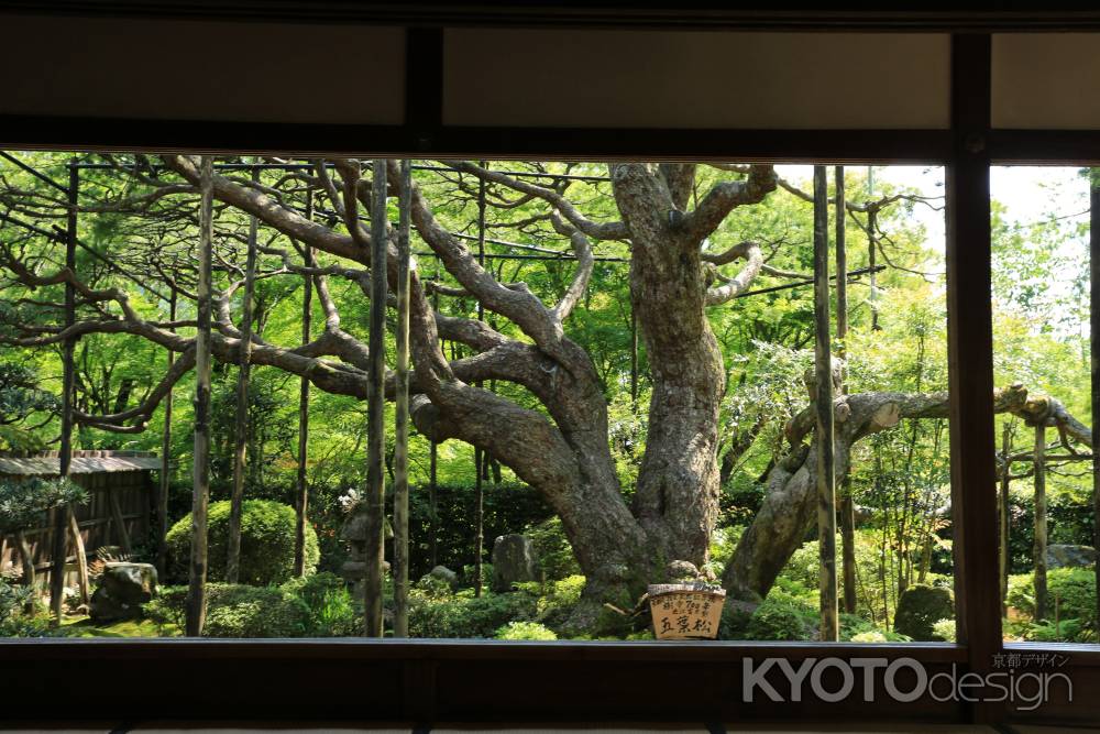 大原 宝泉院 庭園