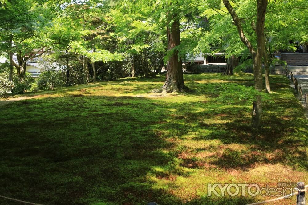 新緑の三千院