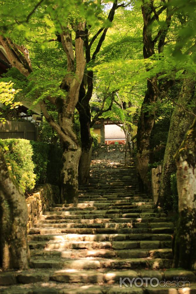 大原 寂光院山道