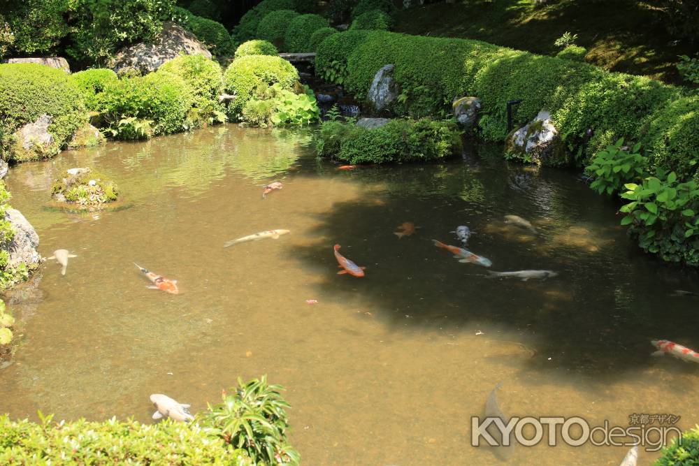 大原 寂光院 池