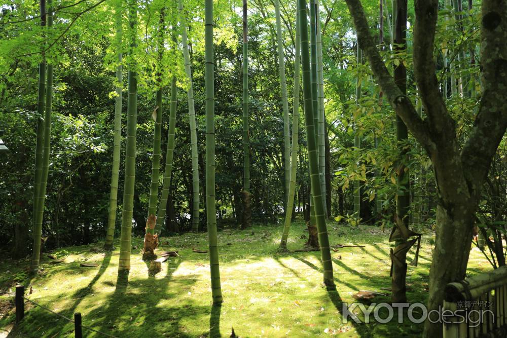 琳派400年鷹ヶ峰散策 常照寺7