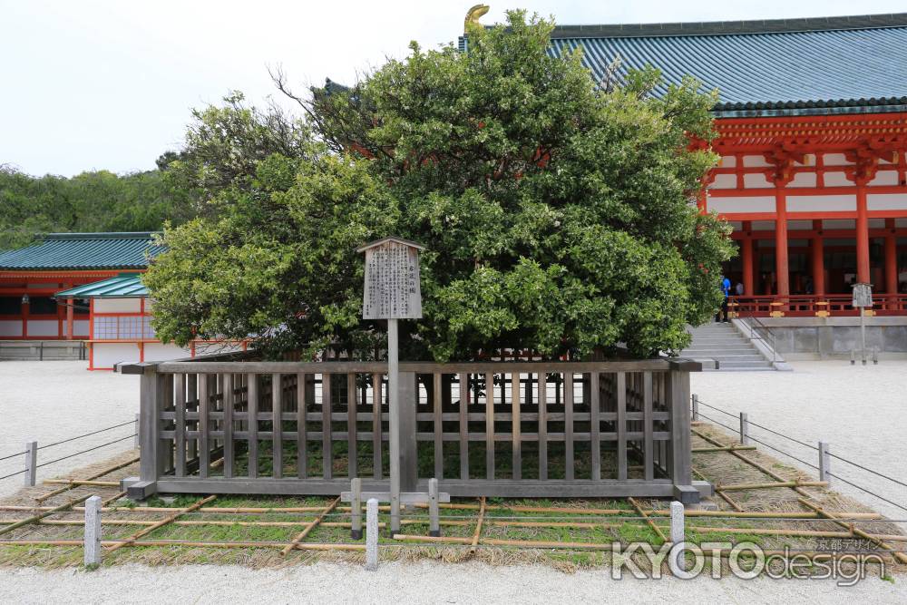 平安神宮 右近の橘