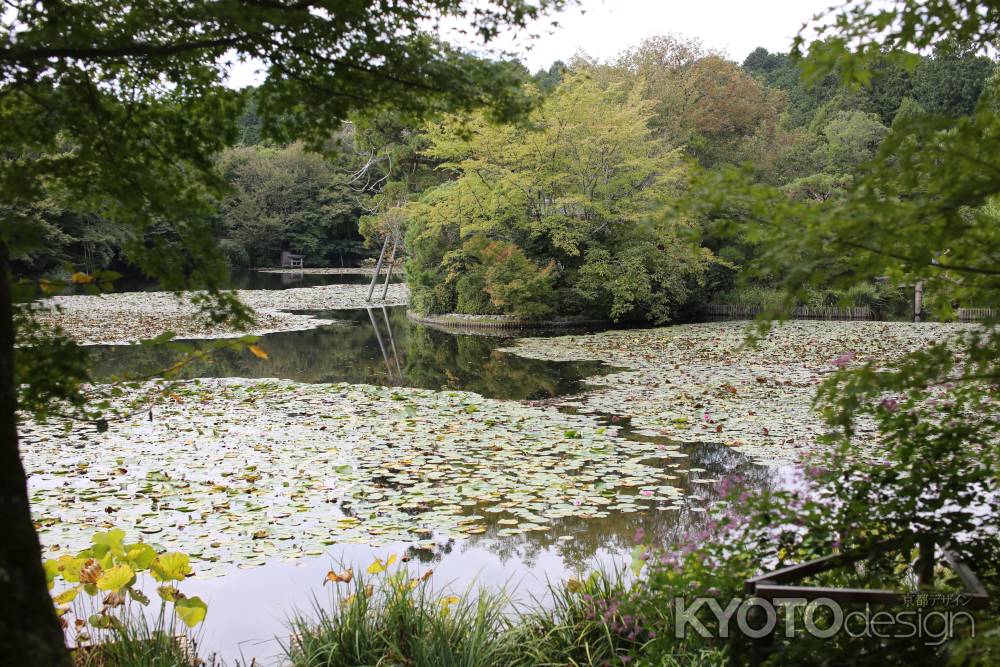 龍安寺 )鏡容池