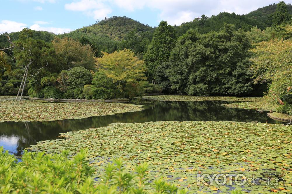 龍安寺庭園